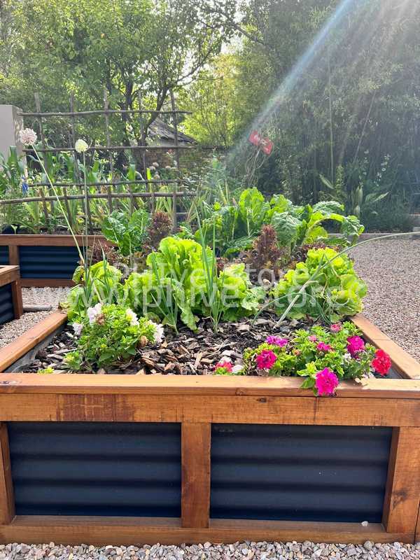 raised garden beds george garden route