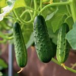Planter Boxes for Cucumbers