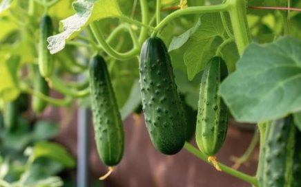 Planter Boxes for Cucumbers