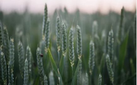 Planter box for corn