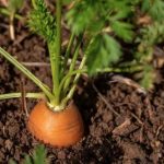 planter box for carrots