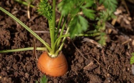 planter box for carrots