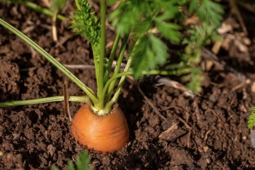 planter box for carrots