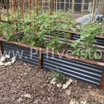 raised garden beds for tomatoes